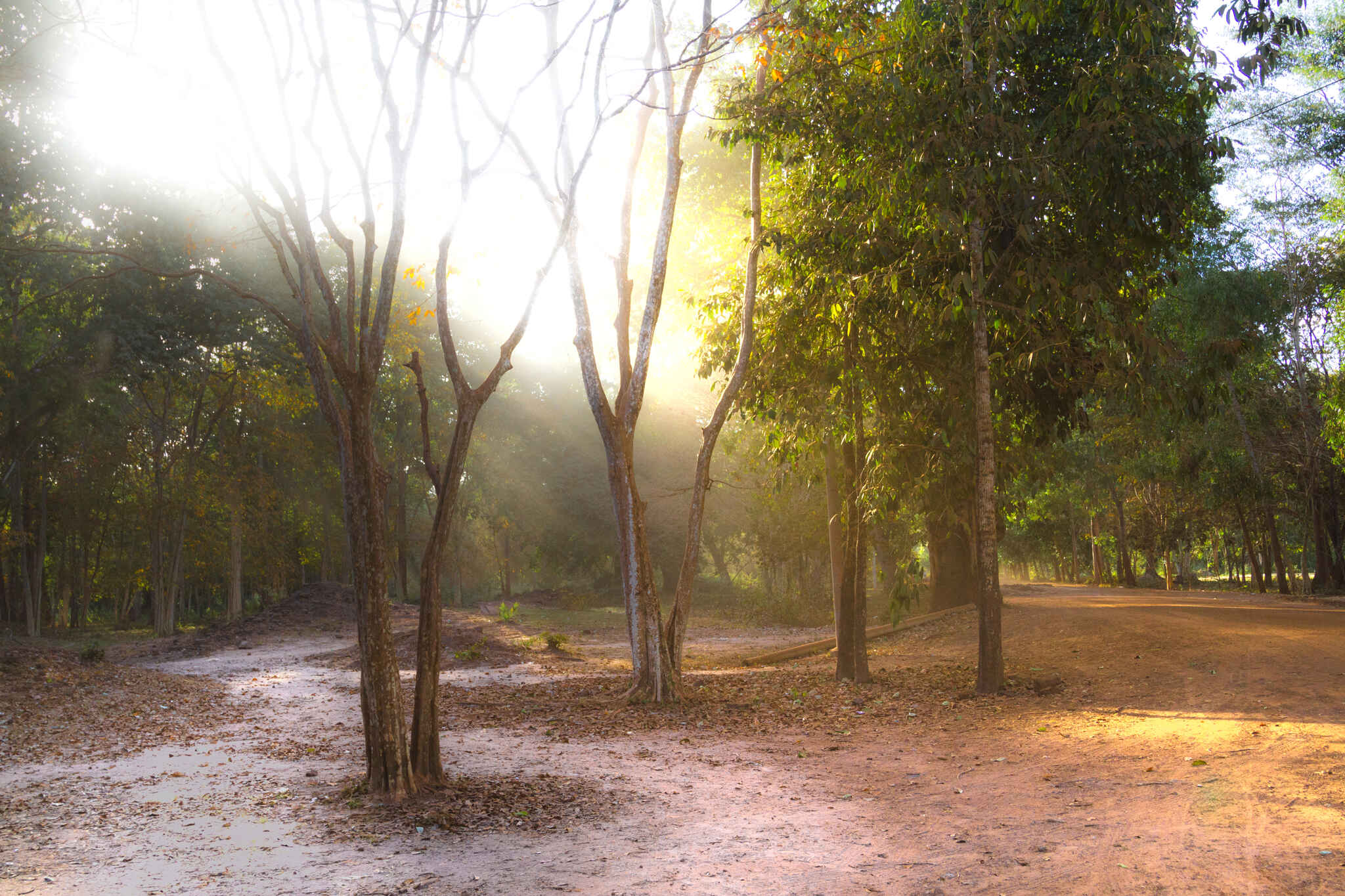 Cover image: Sambor Prei Kuk Woodlands