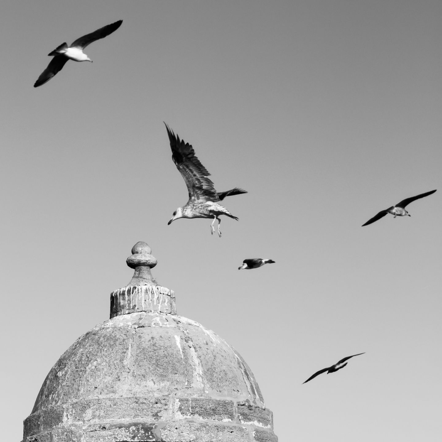 Cover image: The Gulls of Old Mogador