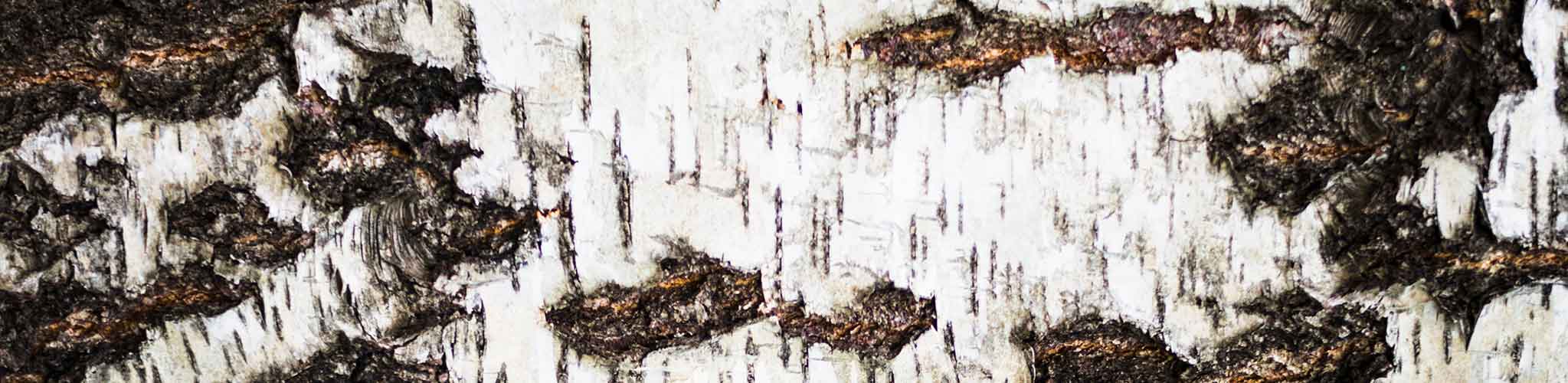 Cover image: Birch